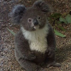 Meet your Posher, Scout